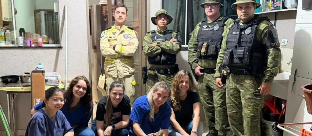 Saiba qual o destino da onça-parda resgatada dentro de casa em Maringá