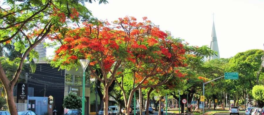 Saiba como fica o tempo neste início de semana em Maringá