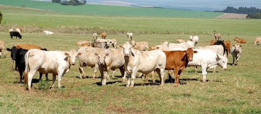 Mercado do boi perde força e novo patamar de preços pode estar abaixo dos R$270,00/arroba