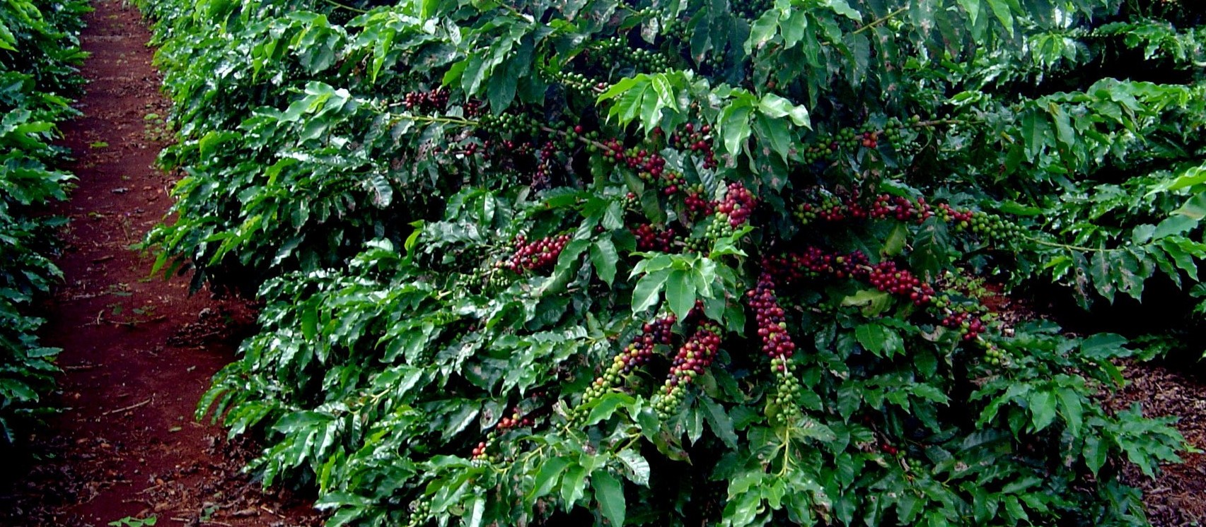 Quilo do café custa R$ 6,68 em Maringá