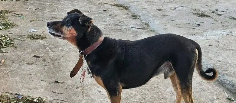 Idosa é atacada por cachorro e tem rosto desfigurado 