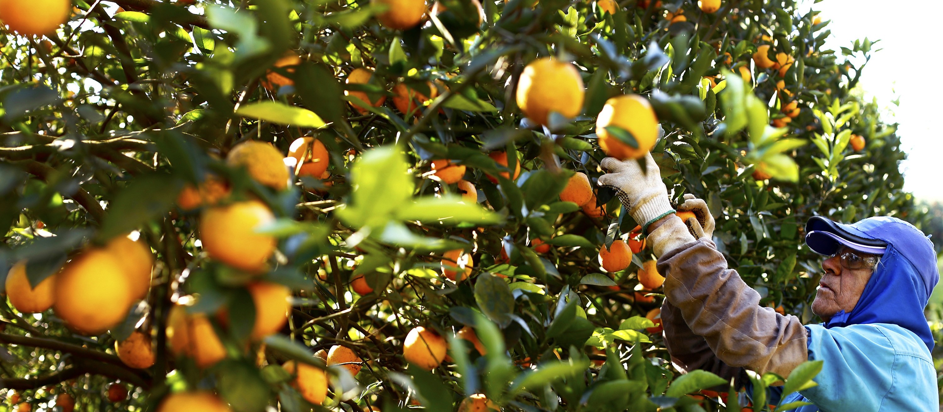 Safra da laranja tem aumento de 30%