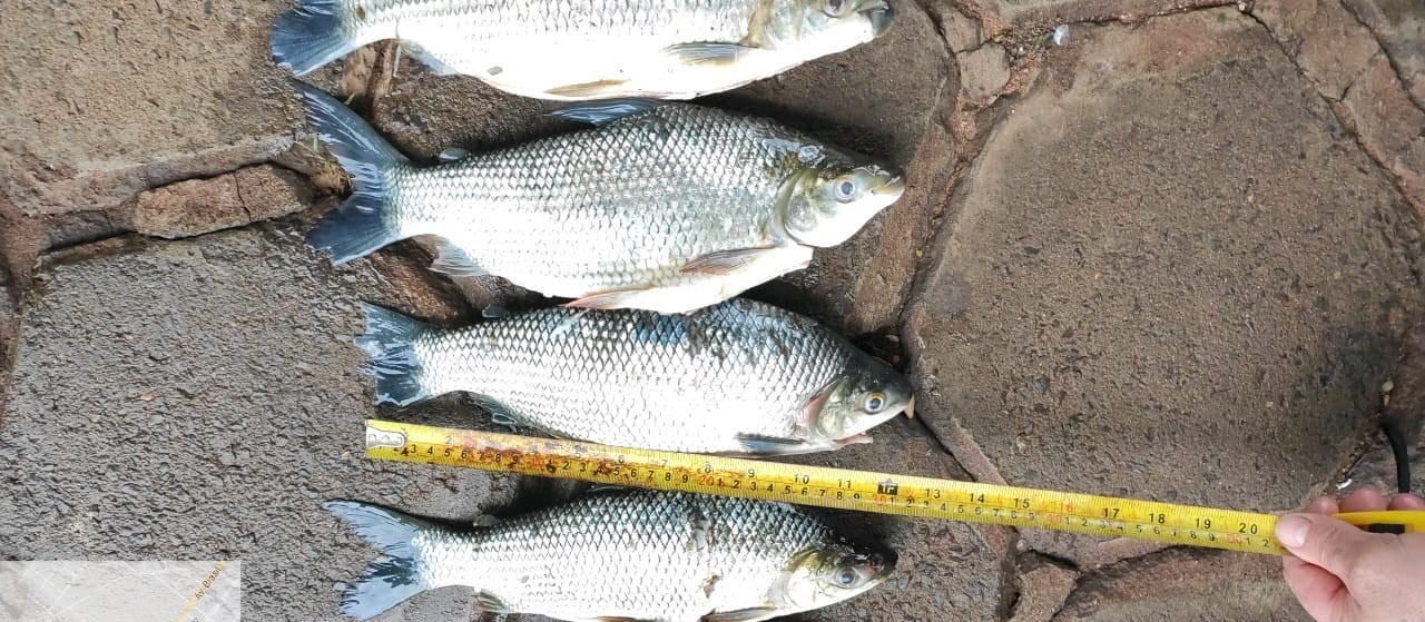 Três pescadores são presos na Operação Hórus