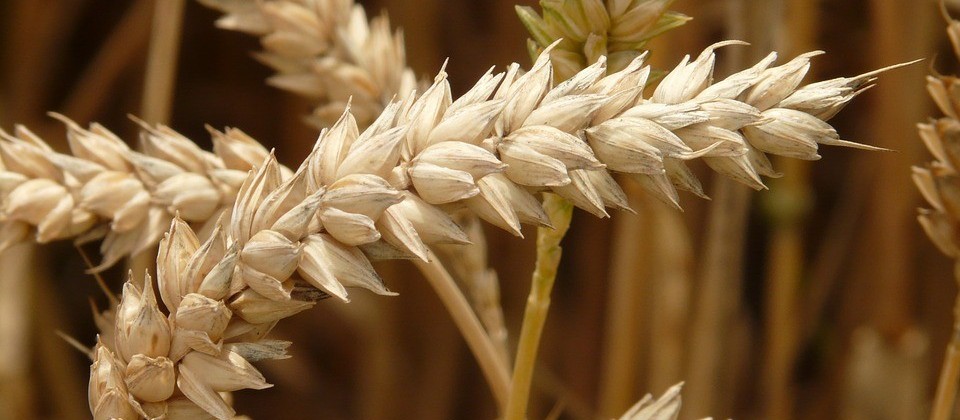 Trigo com tendência de alta custa R$ 40,50 a saca em Maringá