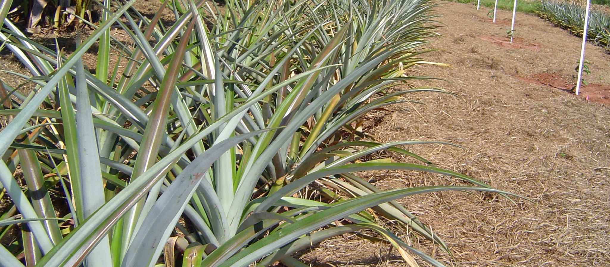 O que se produz no campo nesta época do ano na região de Maringá? 