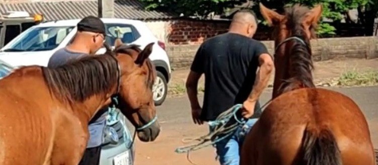 Secretaria de Meio Ambiente resgata cavalos que estavam soltos próximo a BR-376