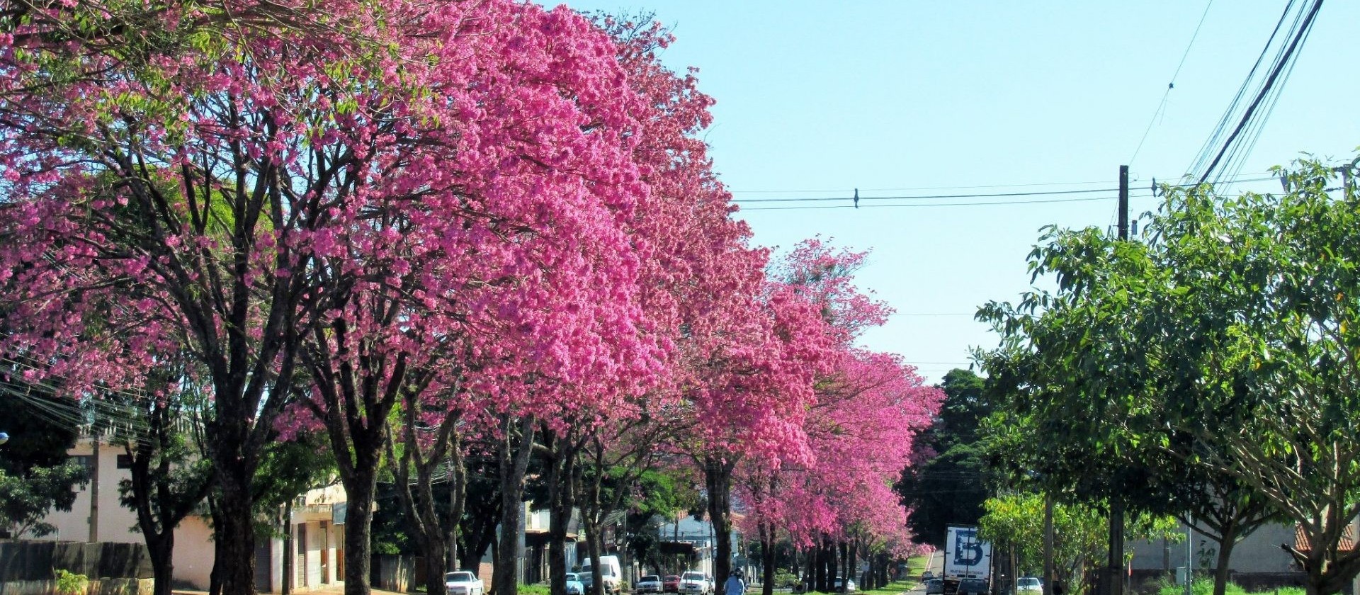 Quinta-feira ensolarada e com máxima de 30°C em Maringá