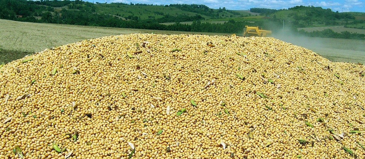 Saca da soja custa R$ 69,50 em Campo Mourão e Londrina