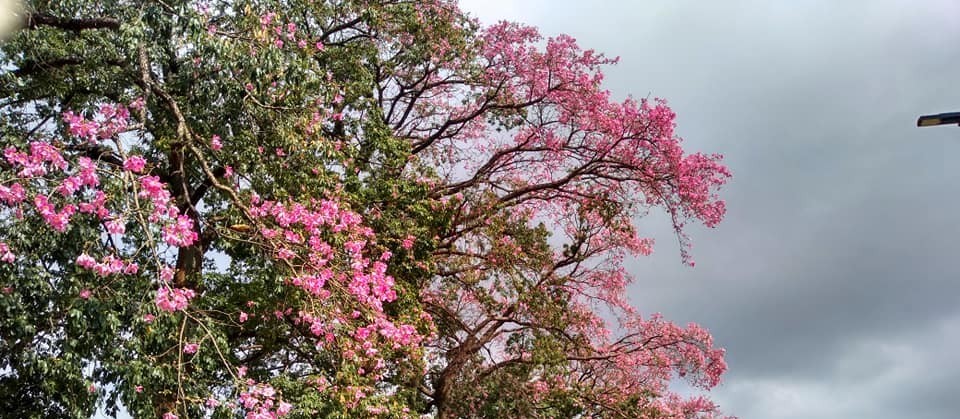 Tempo volta a ficar estável em Maringá nesta quinta-feira (14), indica previsão