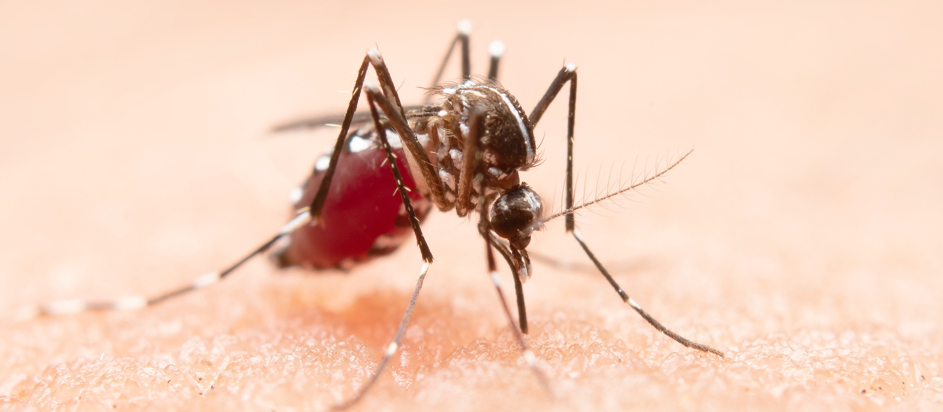 Secretaria de Saúde de Maringá investiga um caso suspeito de chikungunya