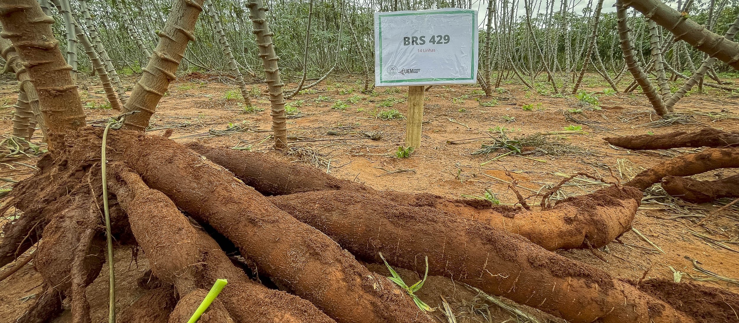 Pesquisadores da UEM desenvolvem nova variedade de mandioca