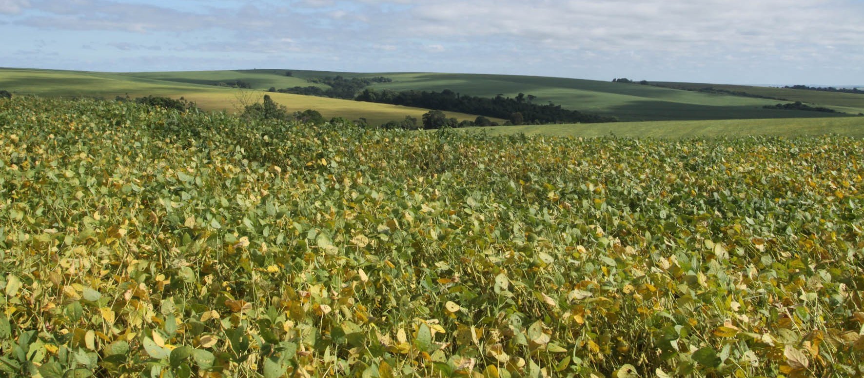 Paraná deve plantar 1% a mais de área com soja na safra de verão