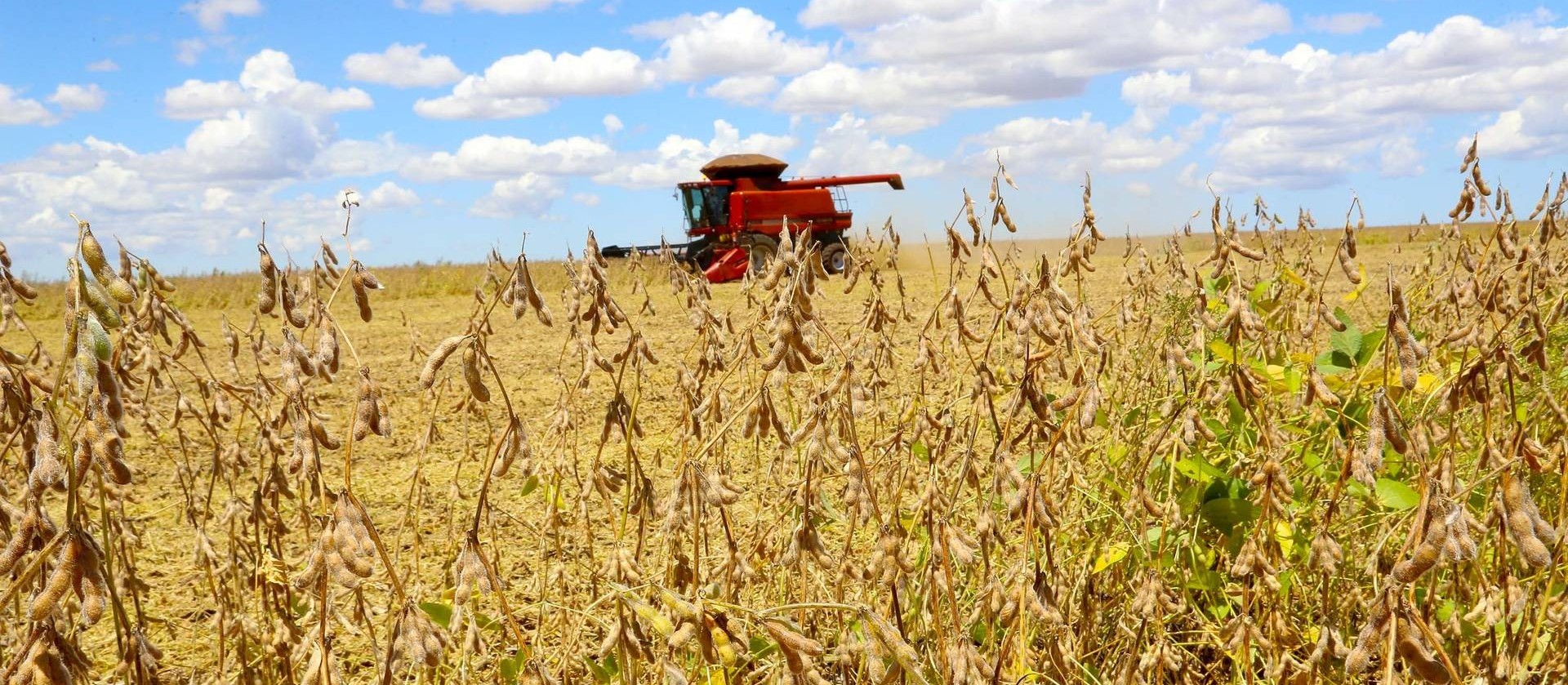 Produtividade da soja aumenta com um inverno bem conduzido