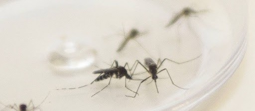 Secretaria de Saúde do Paraná confirma primeira morte por dengue em Maringá