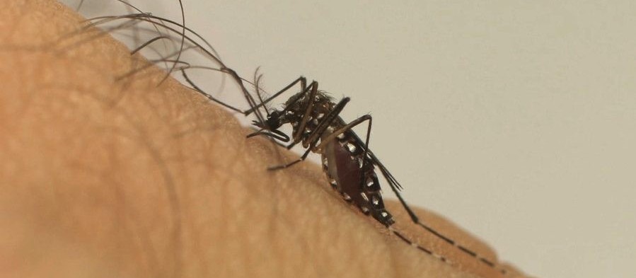 Veja os bairros com maior infestação do mosquito da dengue em Maringá