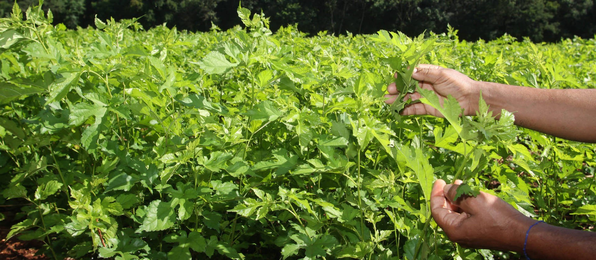 Área tratada com defensivos agrícolas cresceu 12,3% no segundo trimestre