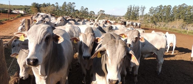 Ministério autoriza suspensão da vacina contra febre aftosa no Paraná