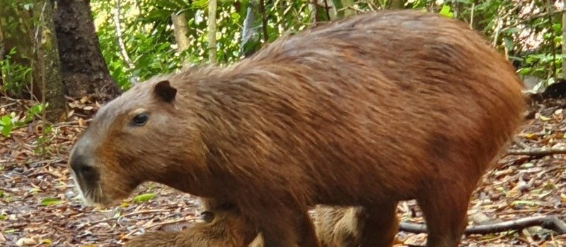 Filhotes de capivara nascem no Parque do Ingá