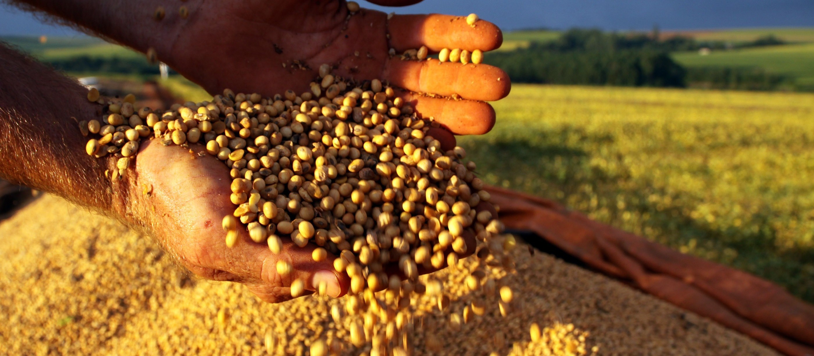 Soja custa R$ 66,50 a saca em Maringá e Campo Mourão