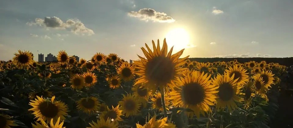 Maringá tem terça-feira ensolarada, com máxima de 30°C