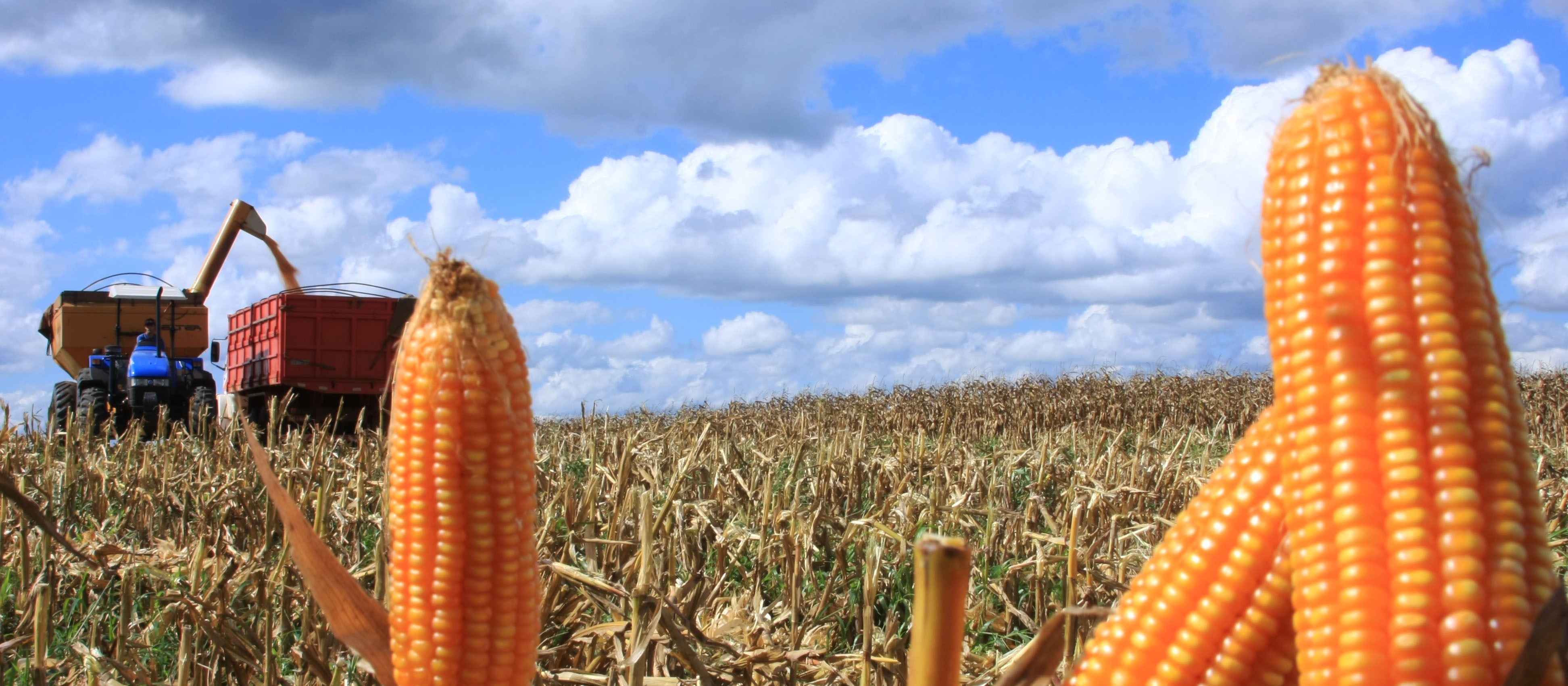 Preços agrícolas oscilam no Paraná