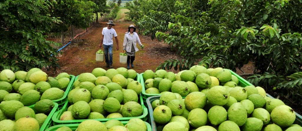 Produtores do Paraná conquistam selo Global GAP