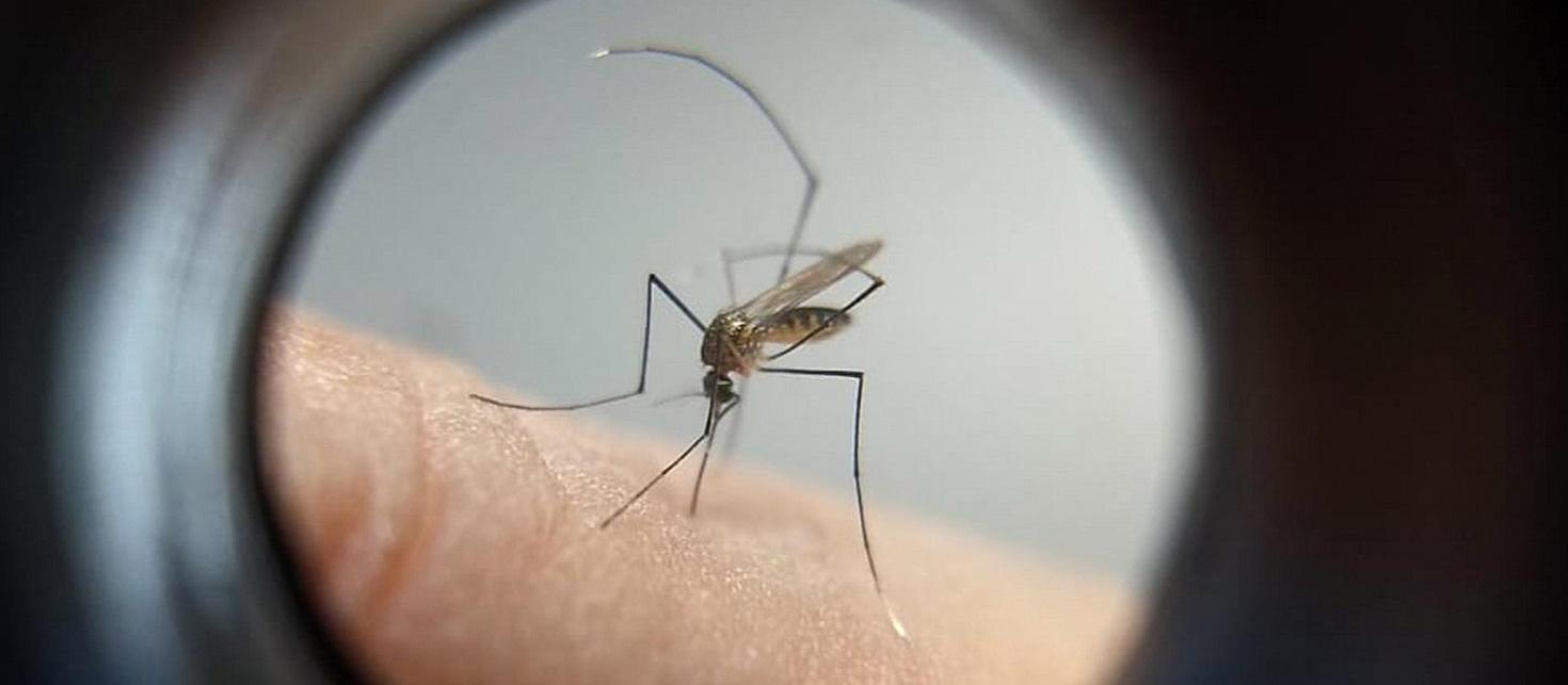 Dengue: cinco mortes confirmadas e outras cinco em investigação