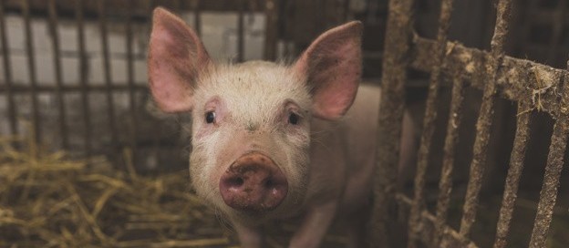 Suíno custa R$ 5,10 kg em Maringá