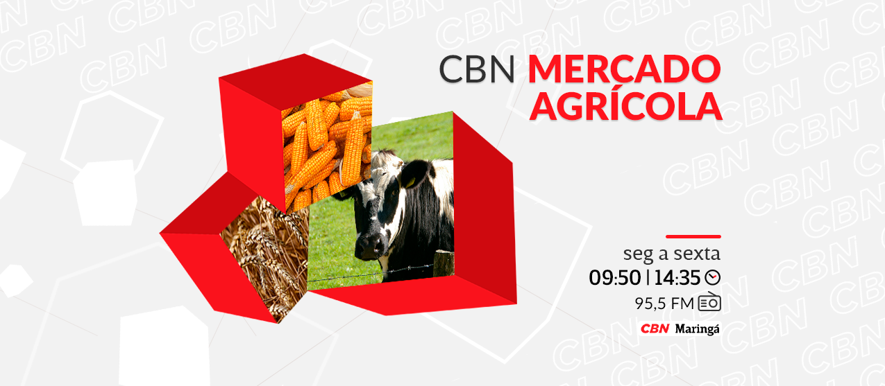 Tonelada da mandioca tem preço médio de R$ 510,15