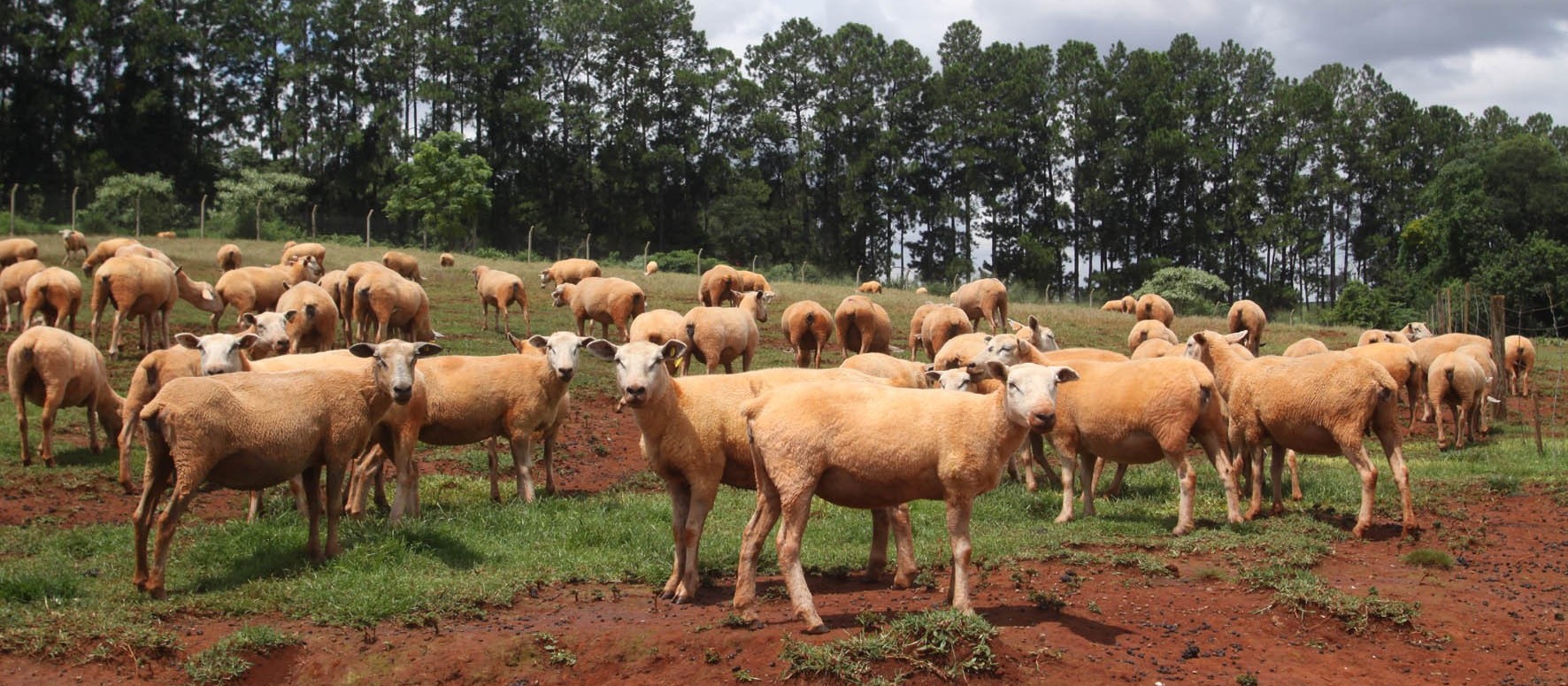 Aumento da procura por carne de ovinos no Paraná