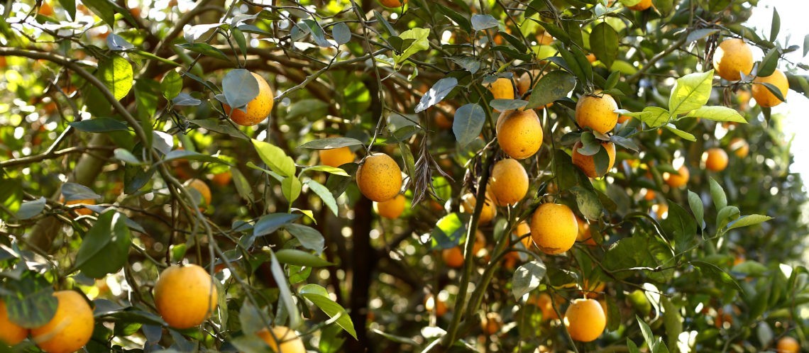 Fruticultura espera que a umidade seja reestabelecida 