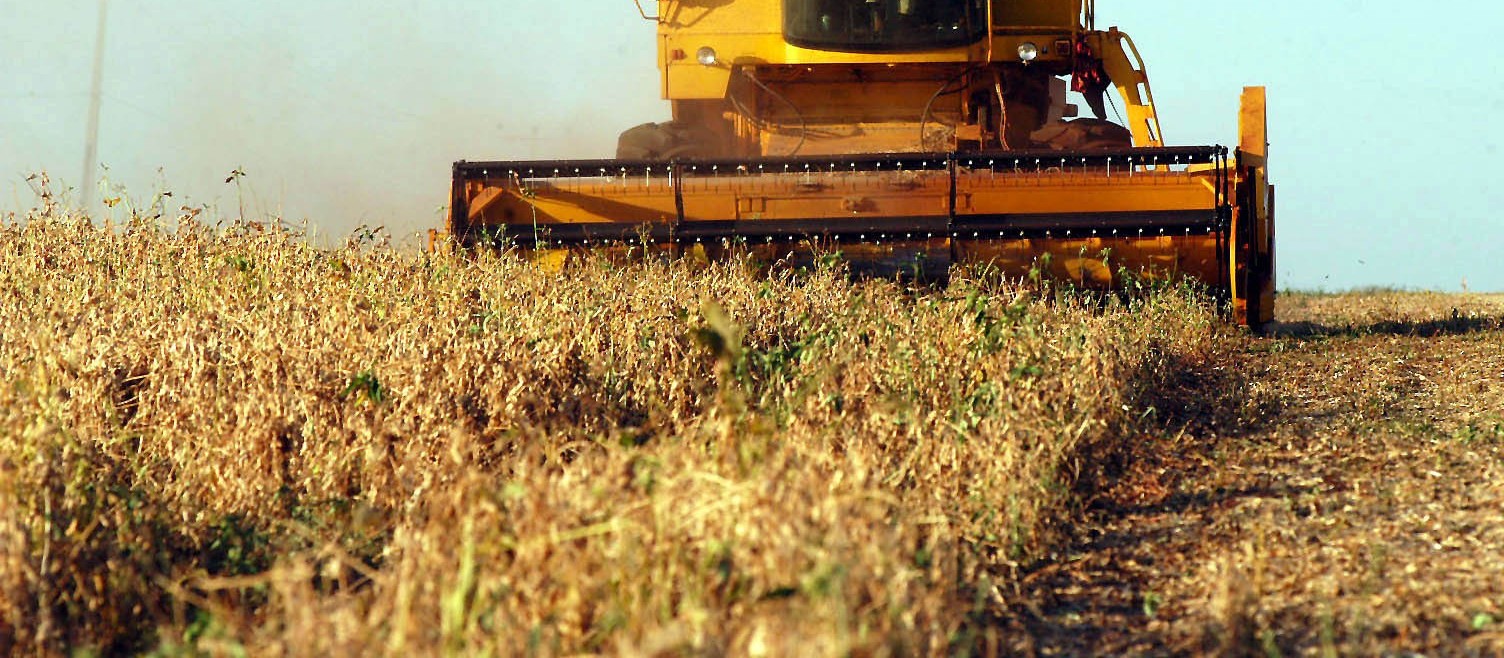 Falta de chuva preocupa produtores; soja começa a secar no campo