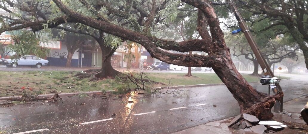 Temporal em Maringá derruba mais de 30 árvores e destelha quatro casas