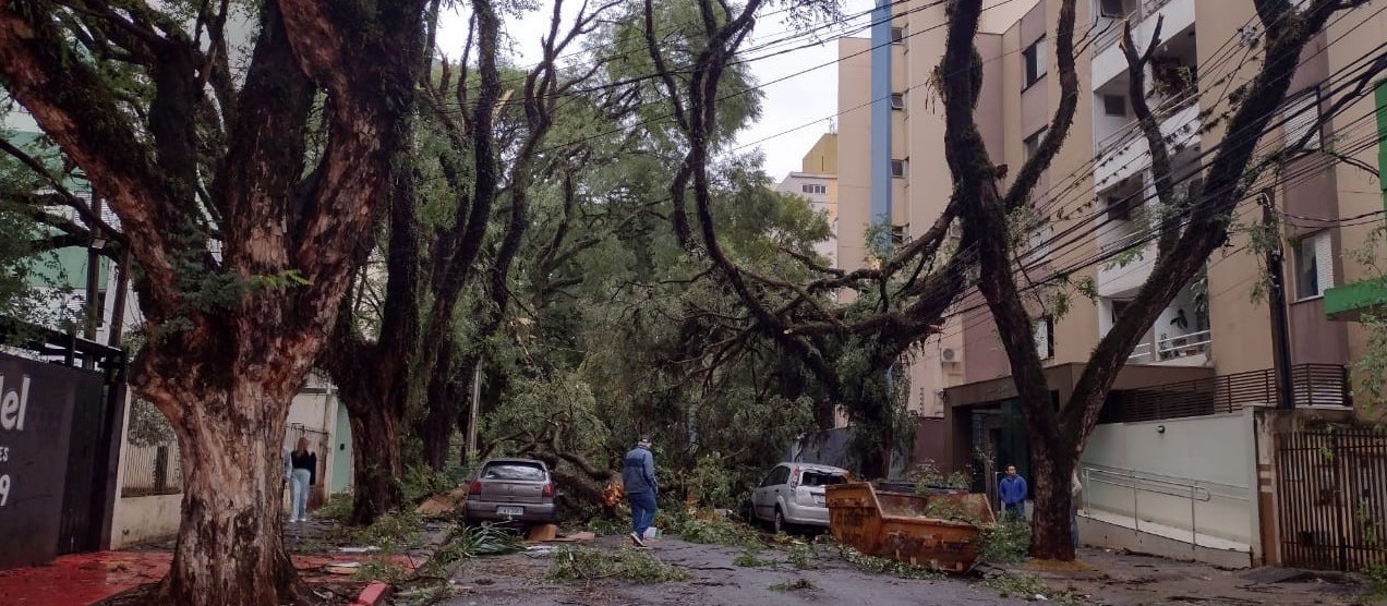 Limpeza Urbana irá plantar 500 árvores na segunda-feira (13)