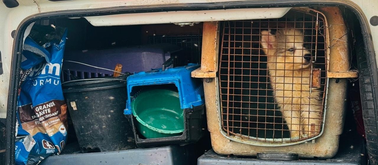 Maus-tratos: cães de raça e aves viajavam em condições precárias 