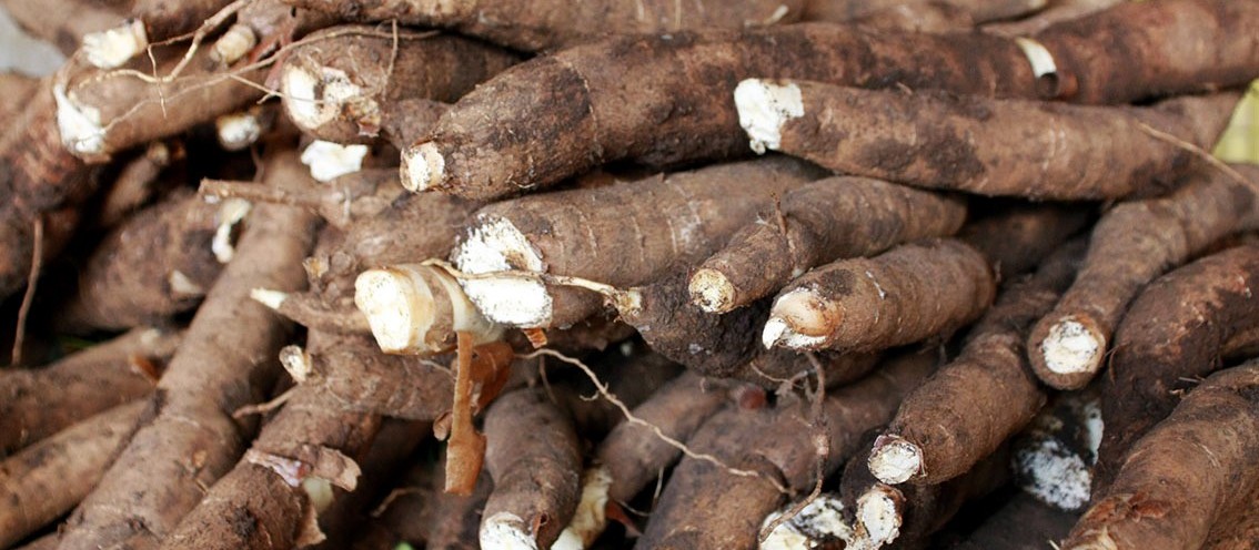 Tonelada da raiz de mandioca custa R$ 480 em Campo Mourão