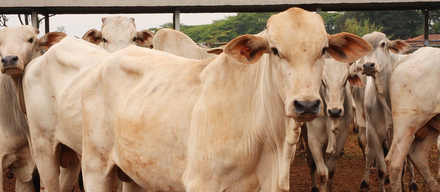 Paraná deve ganhar selo de rebanho livre da febre aftosa sem vacinação em 2021