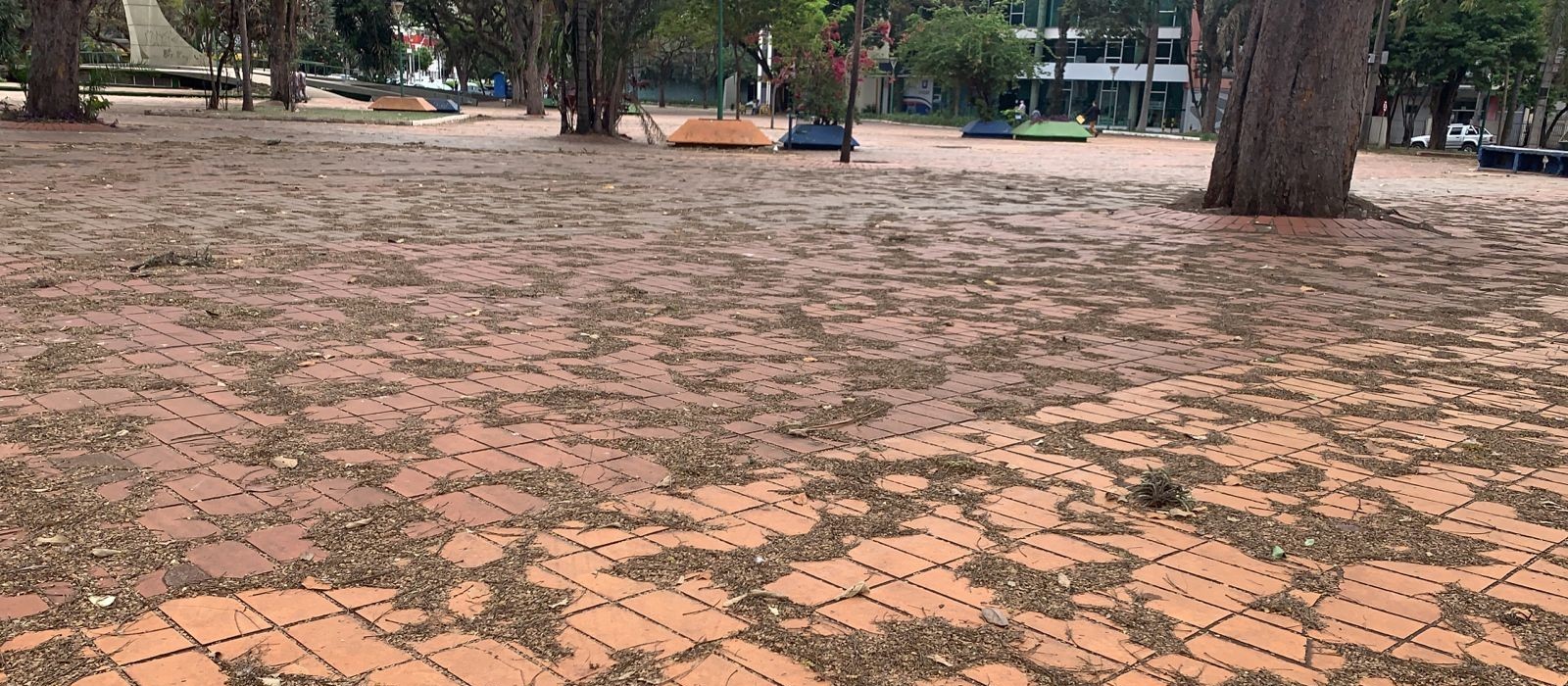 Chuva vai carregar folhas de árvores para os bueiros