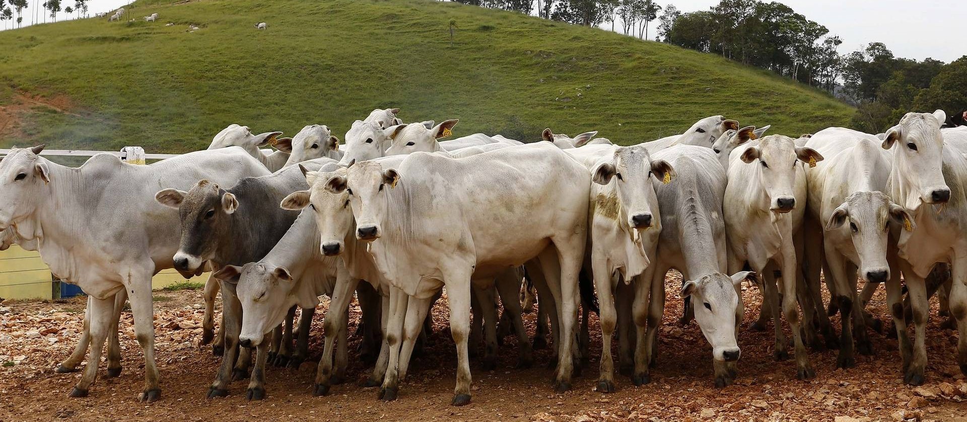 Suspensão de linhas de crédito surpreende pequenos produtores