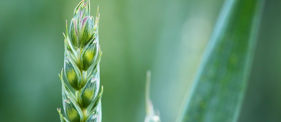 Agromitômetro mede os mitos da agricultura no país