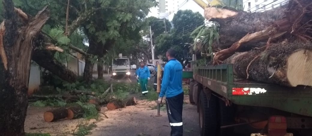 Das cinco árvores que caíram, quatro atingiram veículos