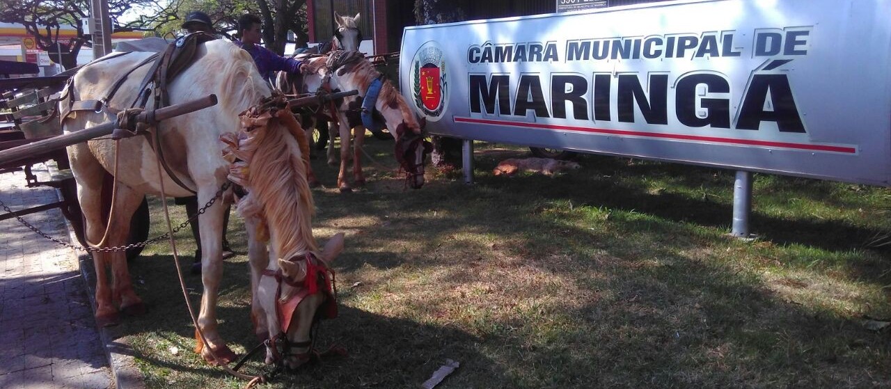 Vereador erra voto e projeto que proíbe carroças com tração animal em Maringá é aprovado em segunda discussão