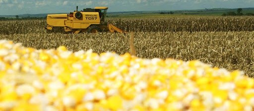 Milho brasileiro perde competitividade com relação ao americano, mas cenário ainda não é definitivo