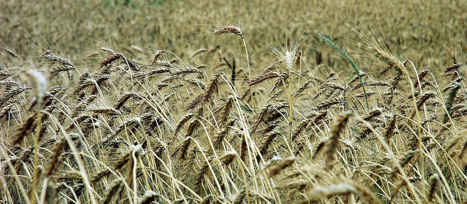 Trigo custa R$ 47 a saca em Maringá