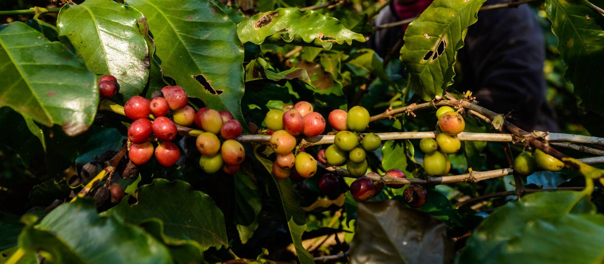 Frio intenso pode causar prejuízos em lavouras de café