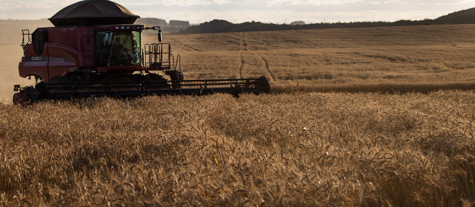 Agronegócio alavancou crescimento do PIB em 2020