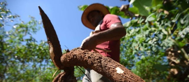 Tempo seco favorece lavouras de café mas atrapalha o arranquio da mandioca