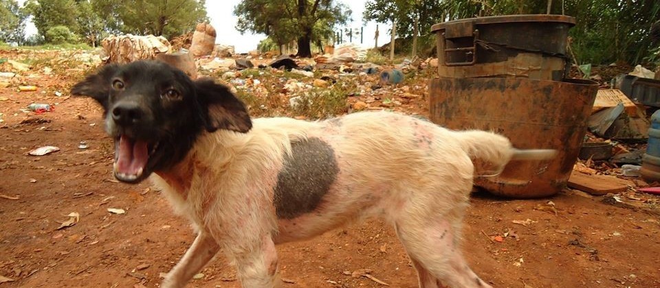 ONGs tentam uma solução para animais que vivem em lixão