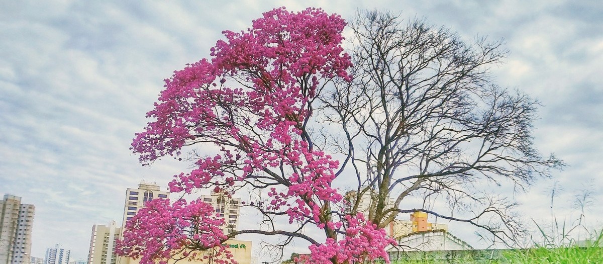 Concurso fotográfico “As Árvores do Passeio Público” está aberto