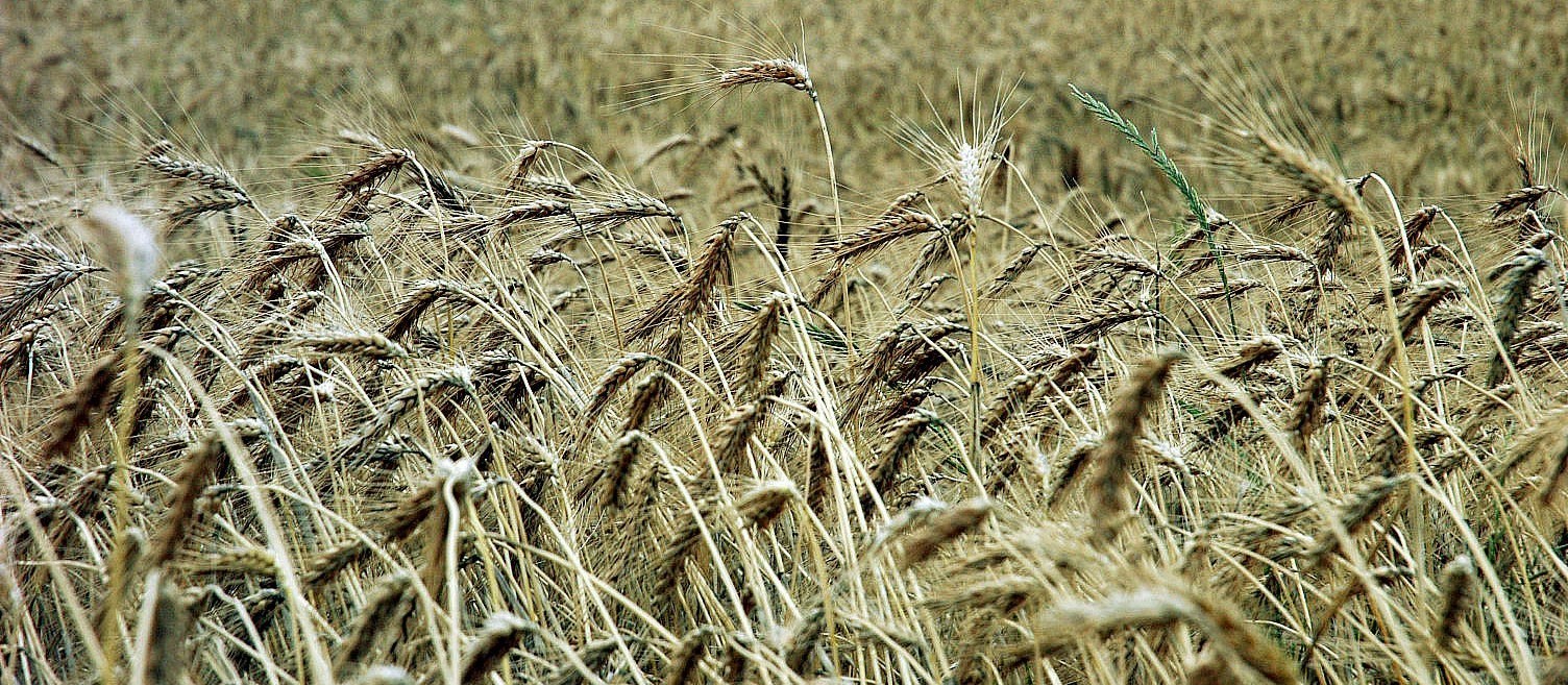 Maior parte do trigo plantado no Paraná já foi colhido